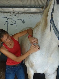 Massage shiatsu de l’épaule du cheval.
