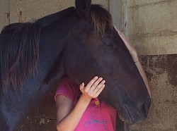 Circulation énergétique favorisée par la stimulation de méridiens sur la tête du cheval