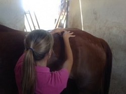 Shiatsu du dos du cheval