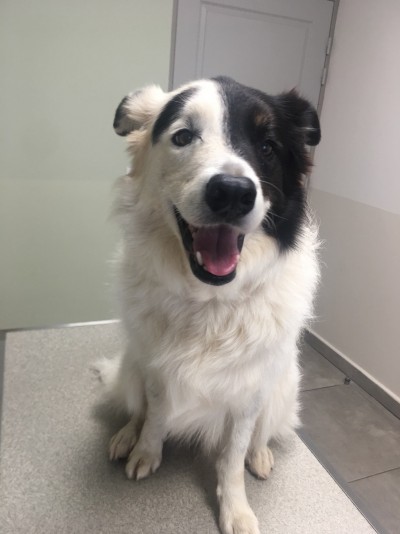 Border Collie