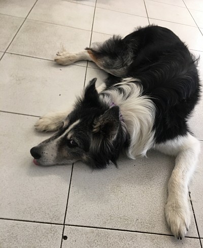 Shiatsu chien