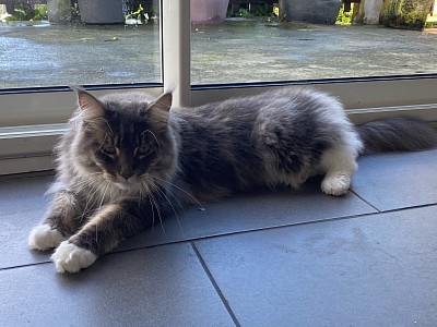 Maine coon femelle