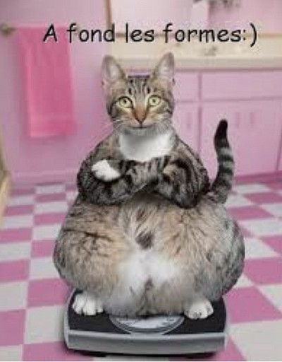 Chat obèse