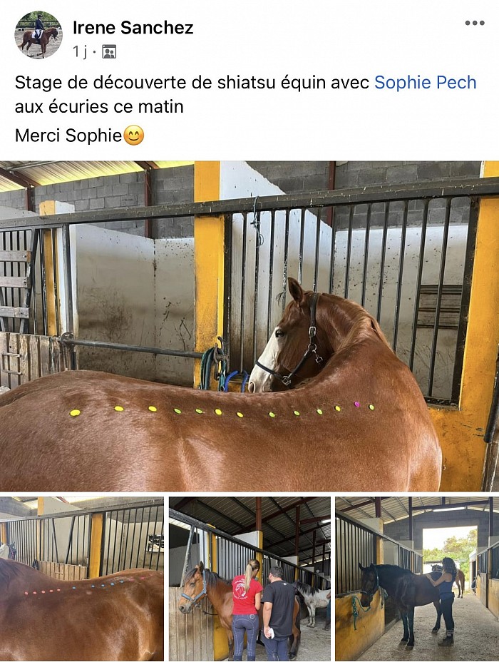 Stage découverte du shiatsu équin