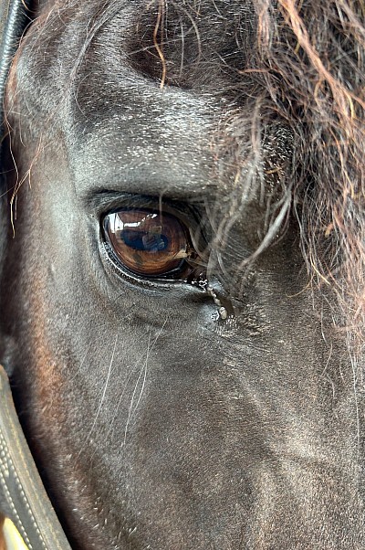 Œil Cheval Foie Shiatsu