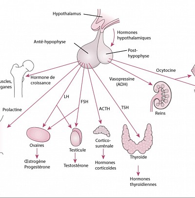 Les organes qui gèrent le système hormonal
