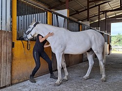 Shiatsu jeune cheval yang