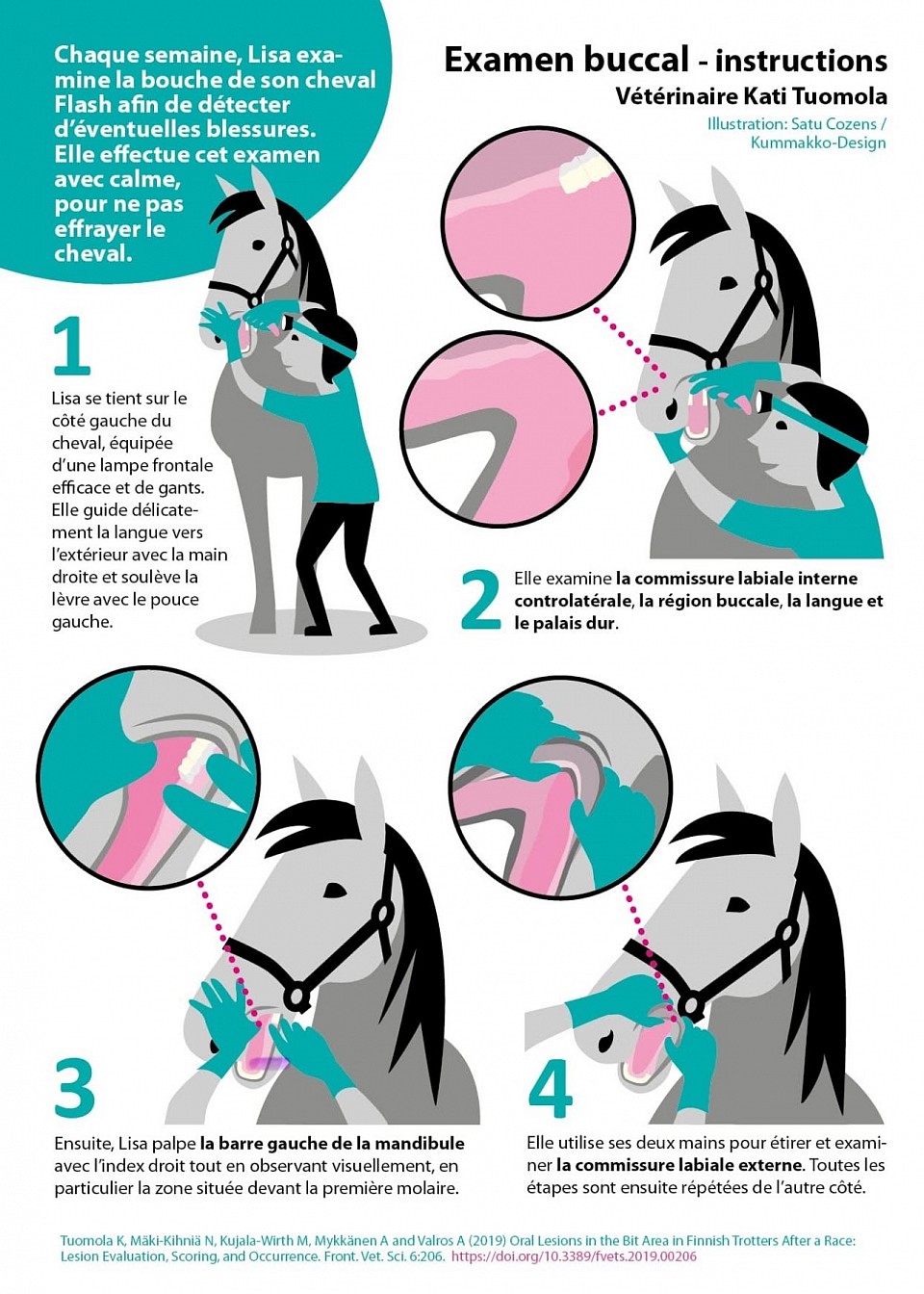 Comment contrôler la bouche de son cheval quand on est pas spécialiste !?