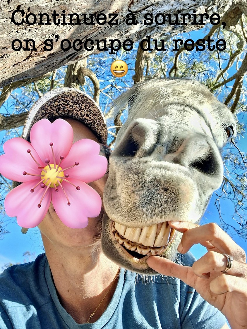 Bien-être des chevaux grâce au shiatsu
