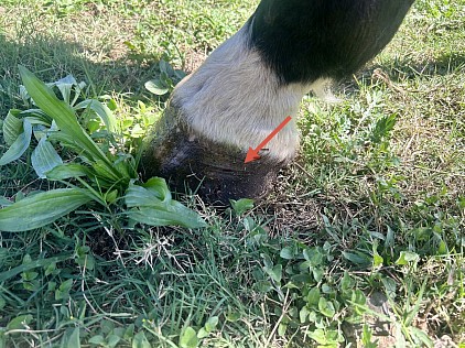 Corne rainurée du cheval